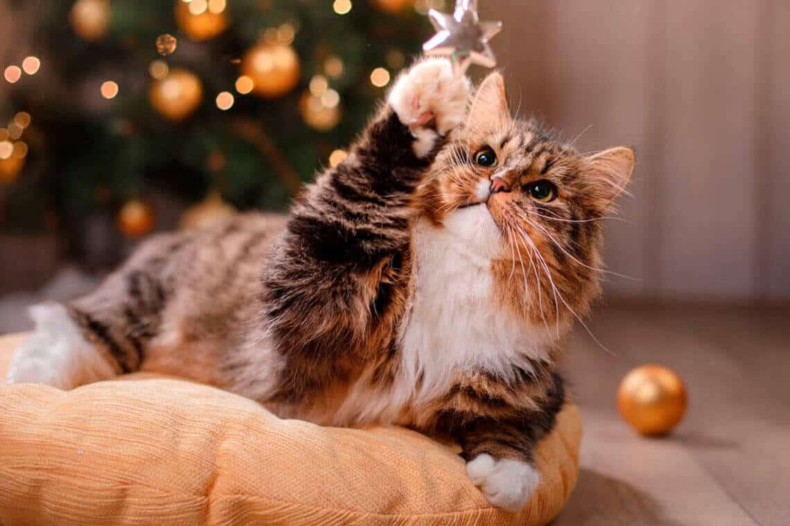 gato jugando con árbol de navidad