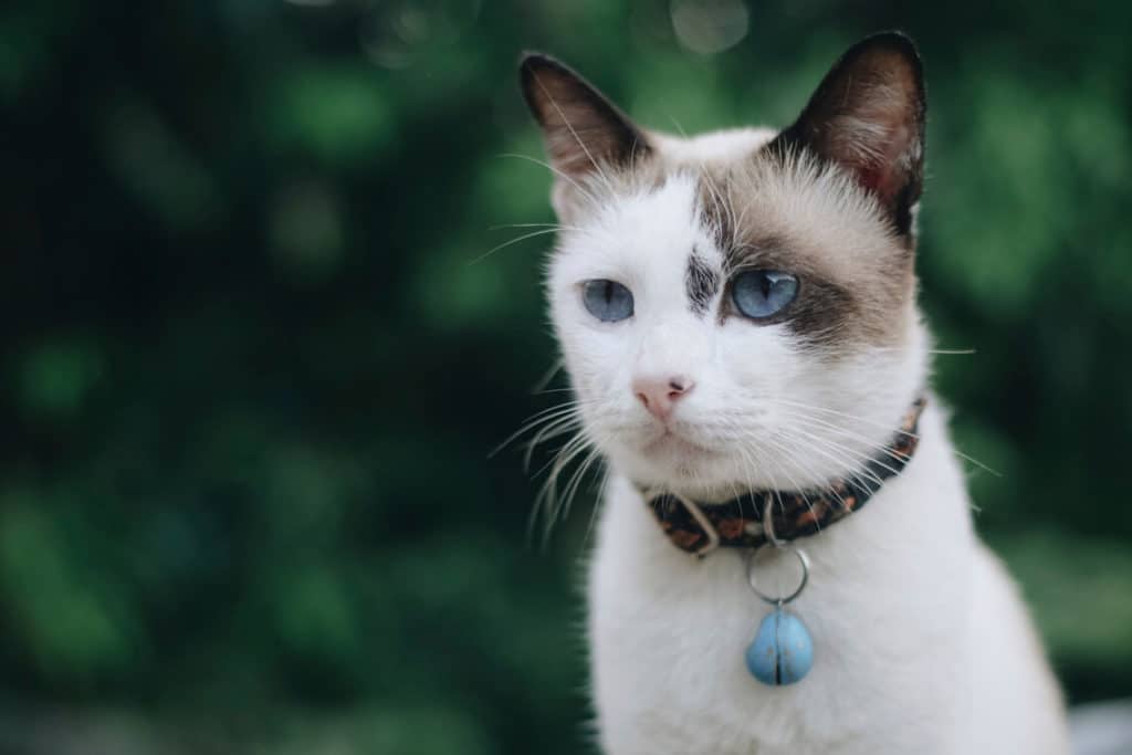 Gato blanco con collar con cascabel