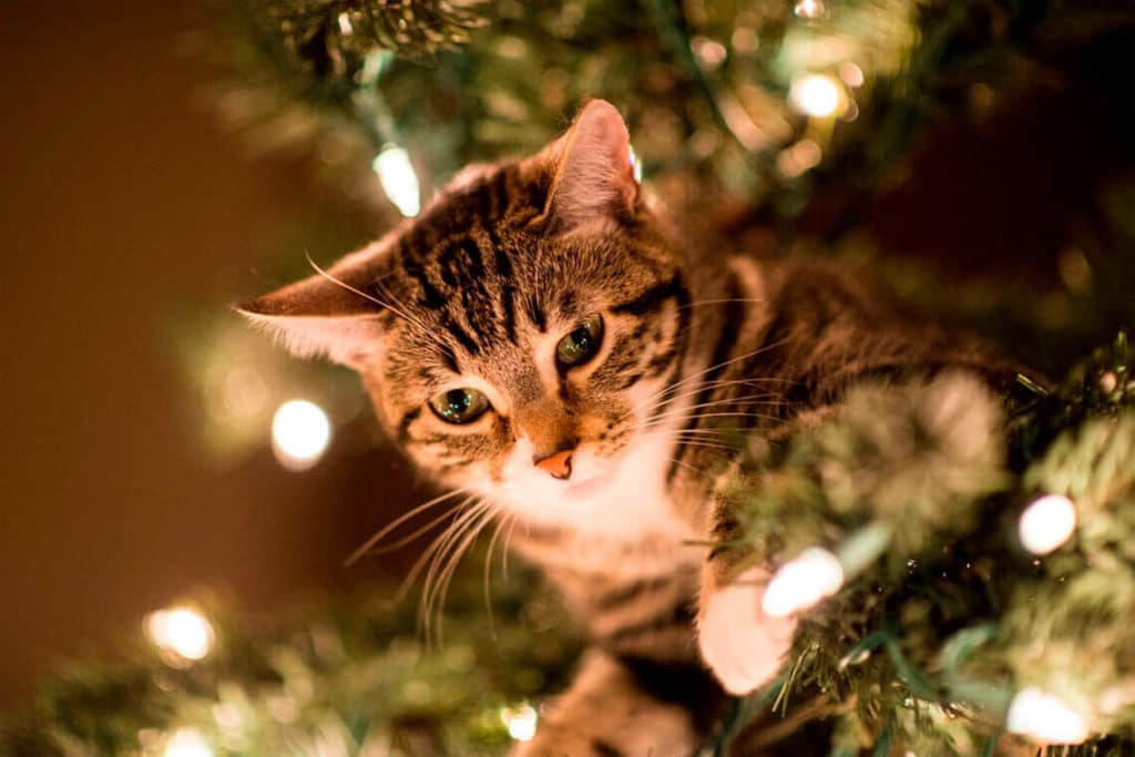 Gato trepado en árbol de navidad