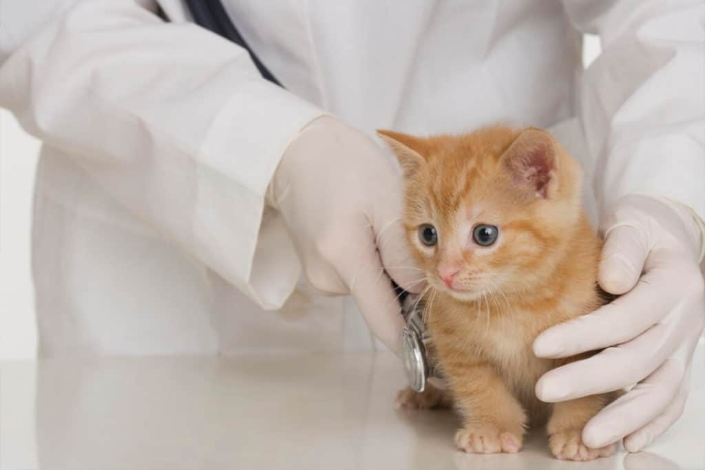gato en el veterinario