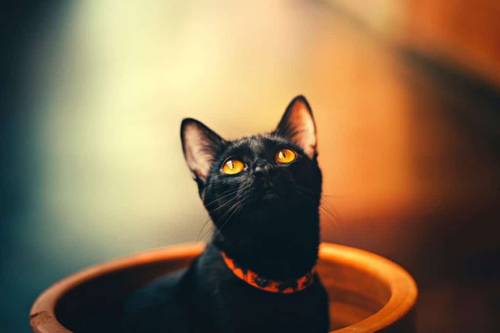 gato negro con collar