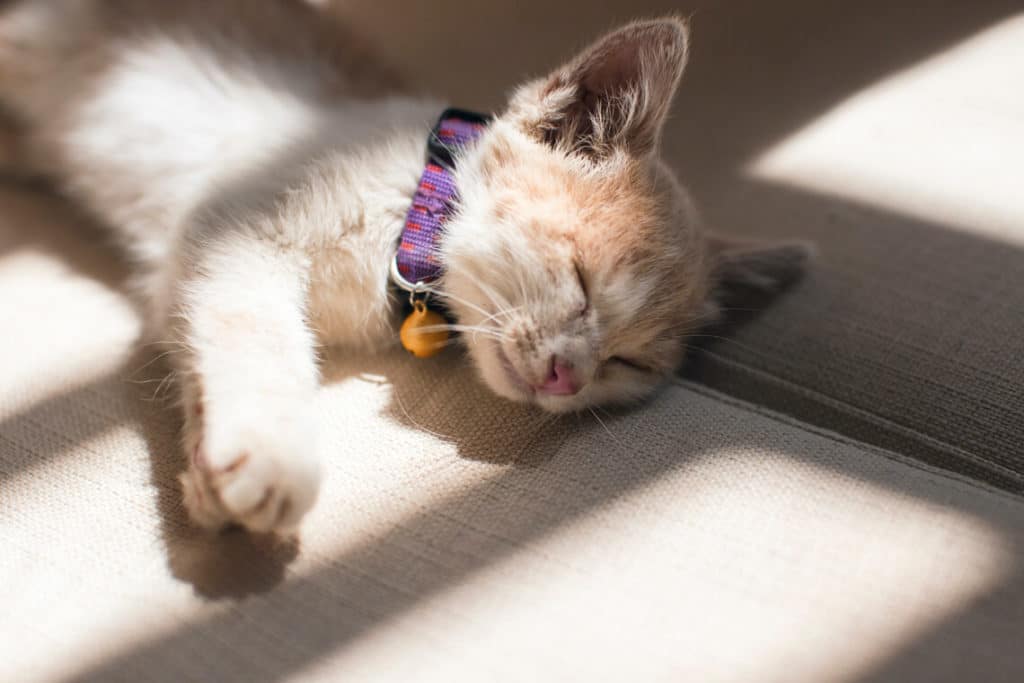 gatito con collar de cascabel