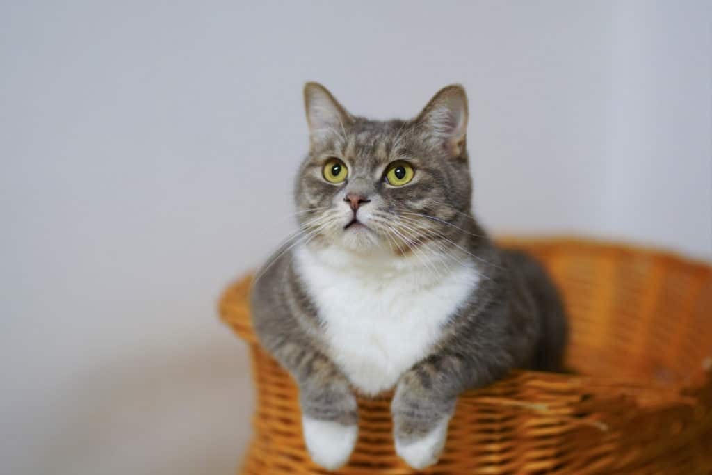 gato en una cesta