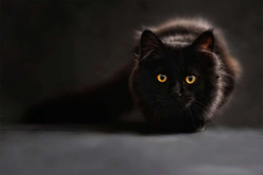 mitos de los gatos negros