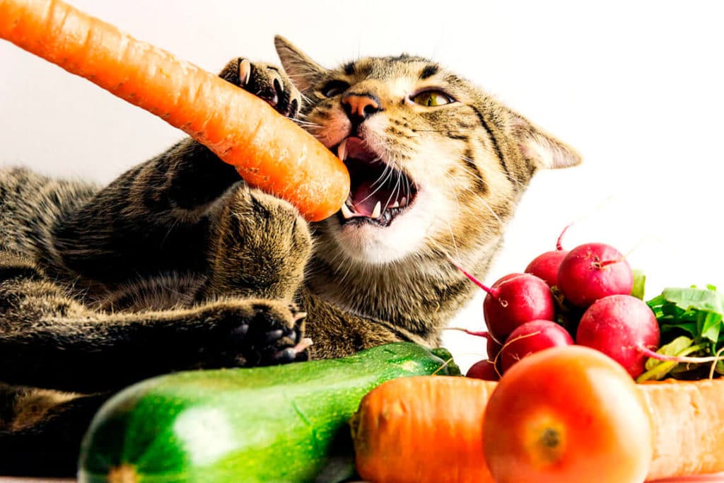 gato comiendo verduras