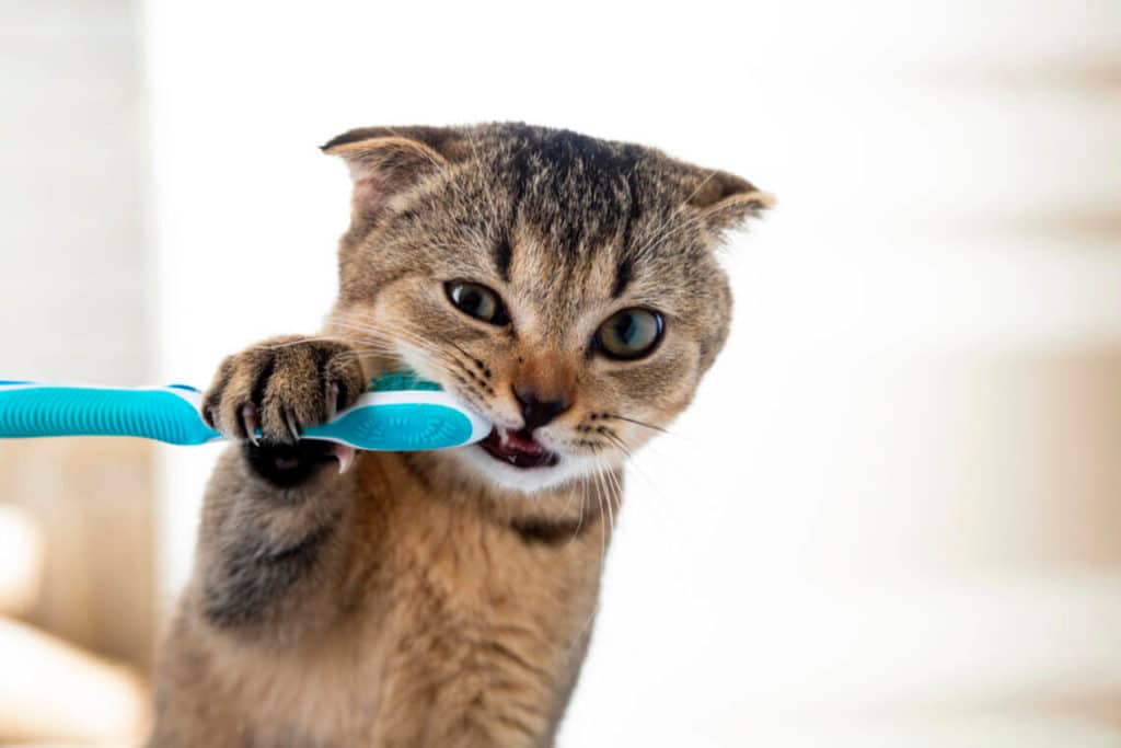 gatito cepillando sus dientes