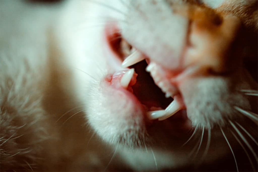 dientes de gato