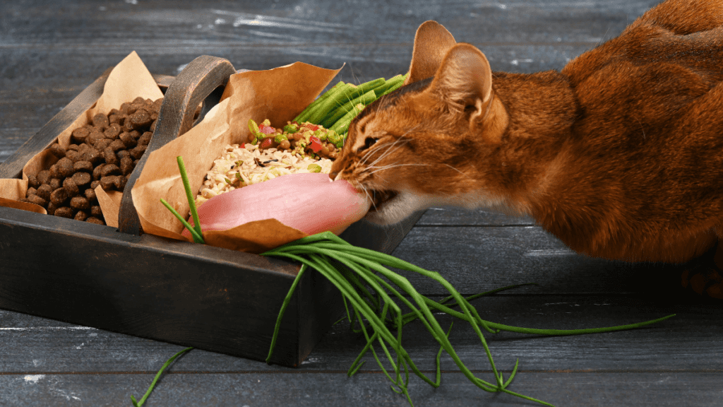 tipos de alimentos para gatos
