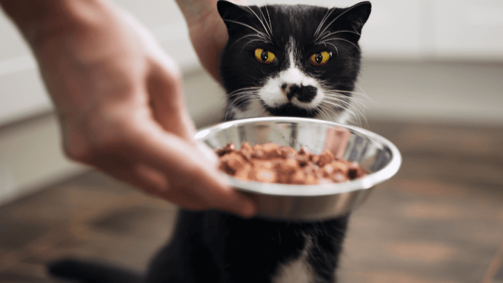 mejor alimento para gatos