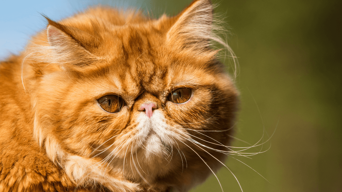Gato Persa: historia y cuidados de un felino aristocrático - Blog Felinus