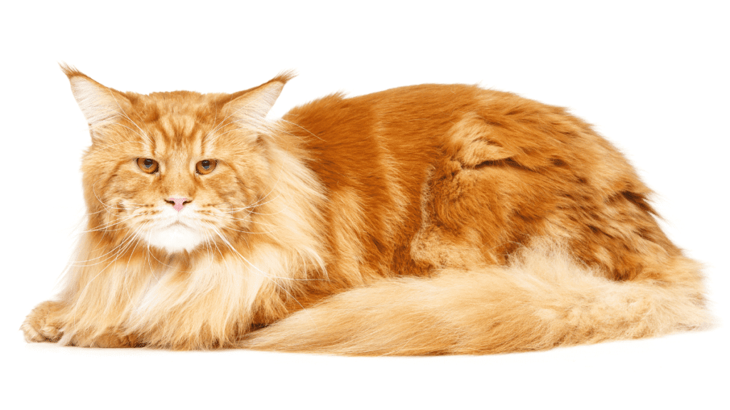 maine coon