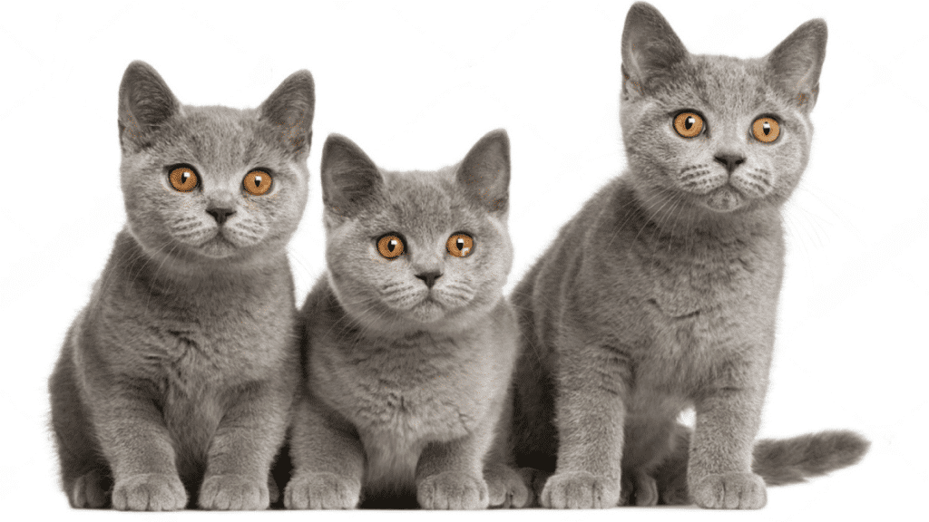 gatitos de raza british shorthair