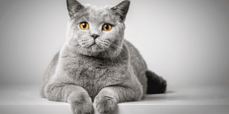 british shorthair mirando a la camara