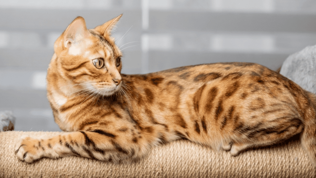 gato bengalí sobre un rascador