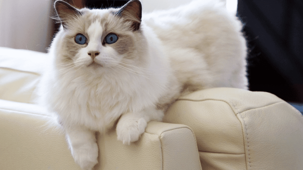 gato ragdoll sobre sofá