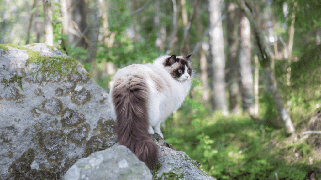 gato ragdoll al aire libre