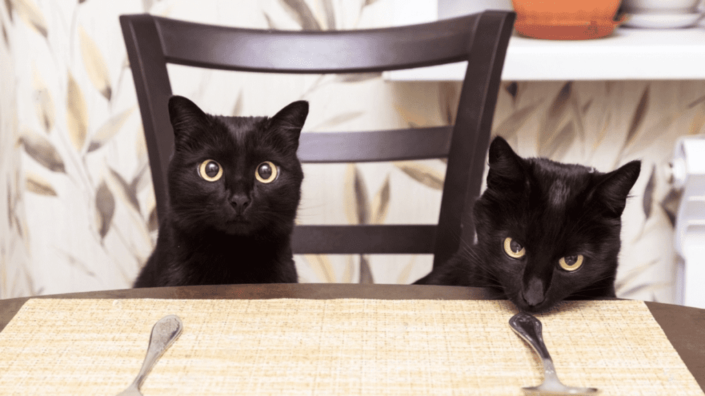 gatos bombay en la mesa