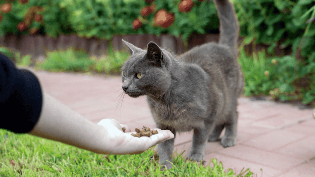 gato azul comiendo