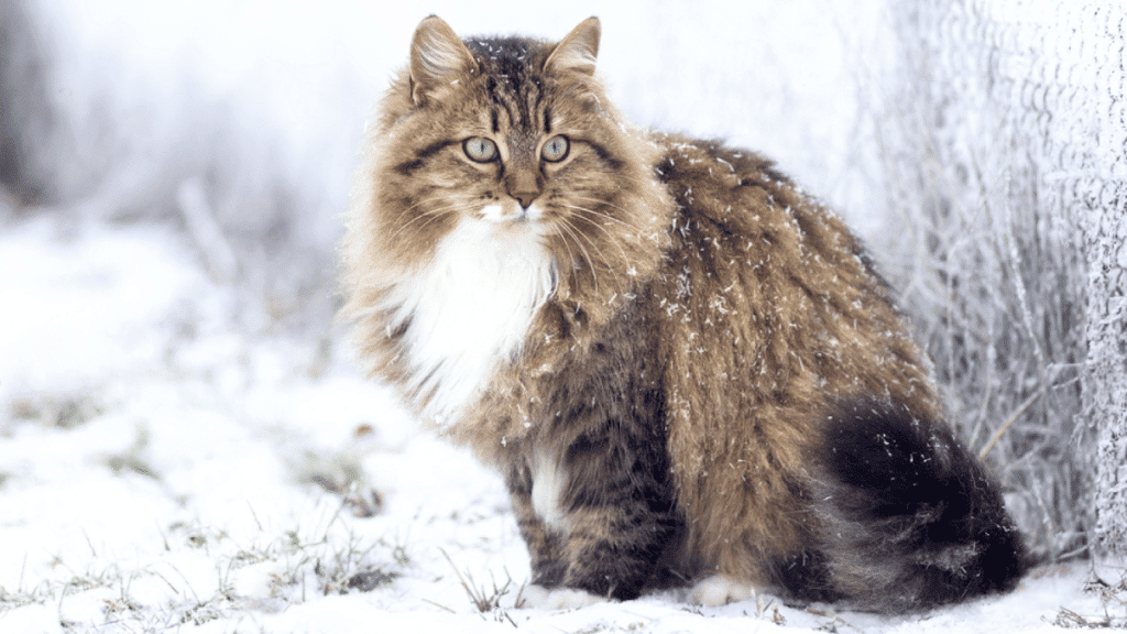 gato siberiano vigilando en la nieve