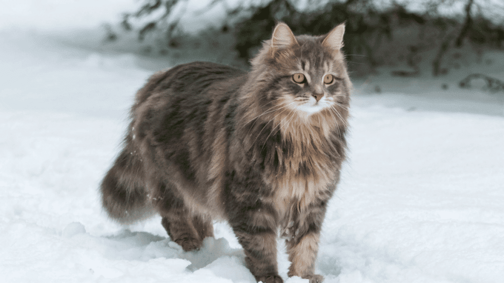 gato siberiano de pie en la nieve