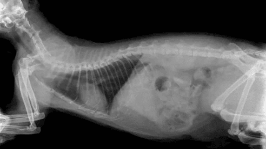 ecografia de una gata preñada