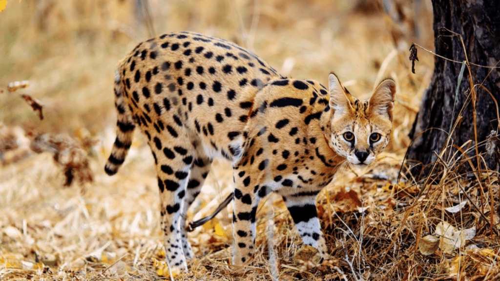 gato serval alerta