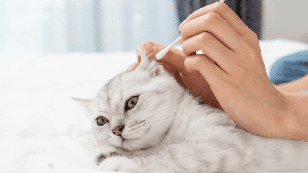 limpieza de orejas a gato