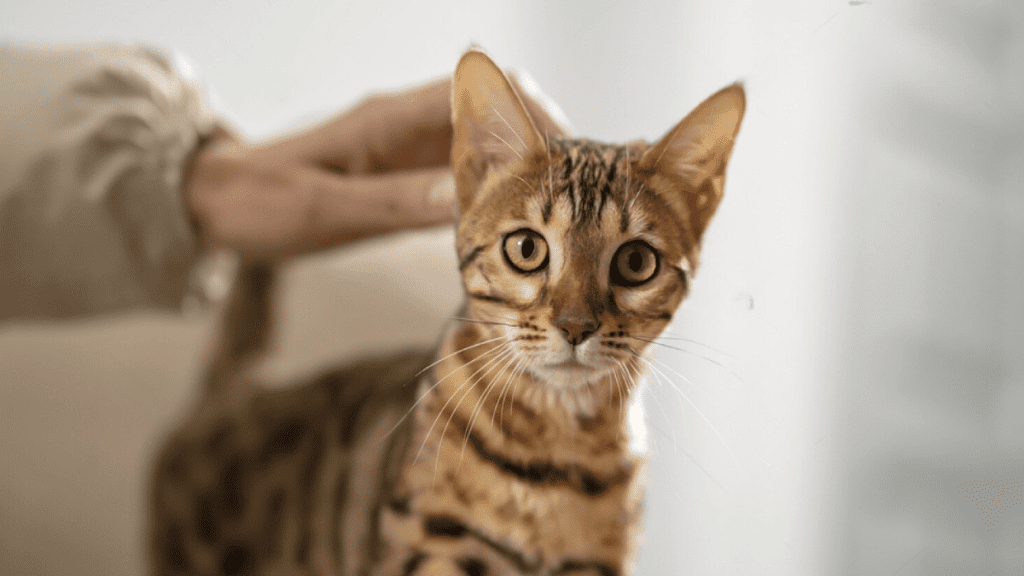orejas de gato