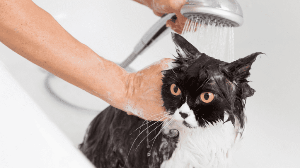 como bañar a un gato