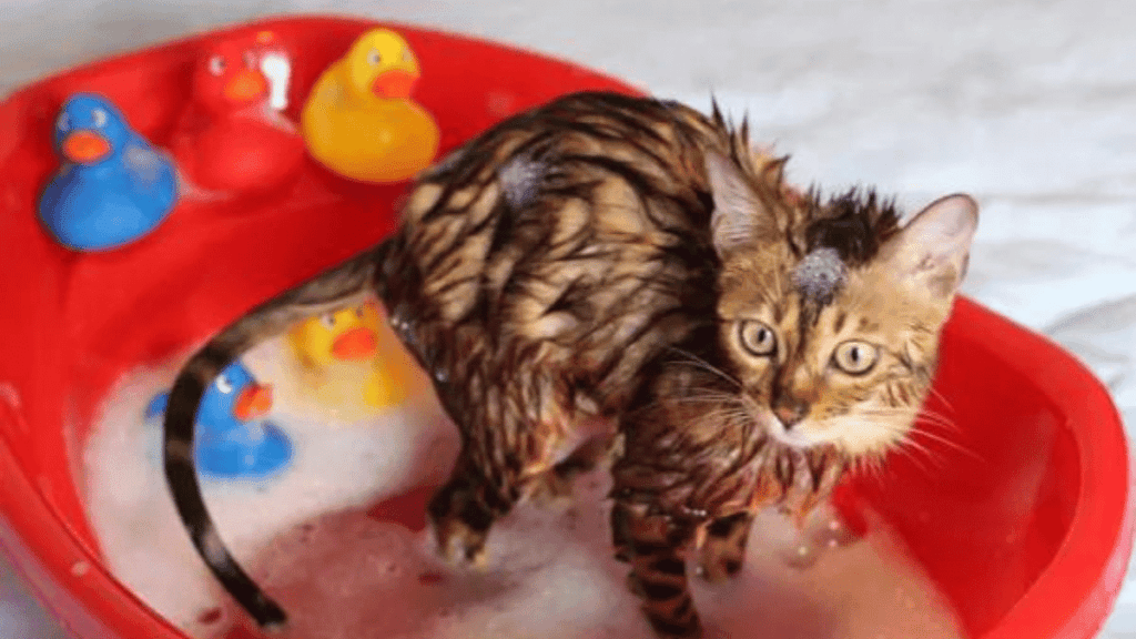 gatito en baño