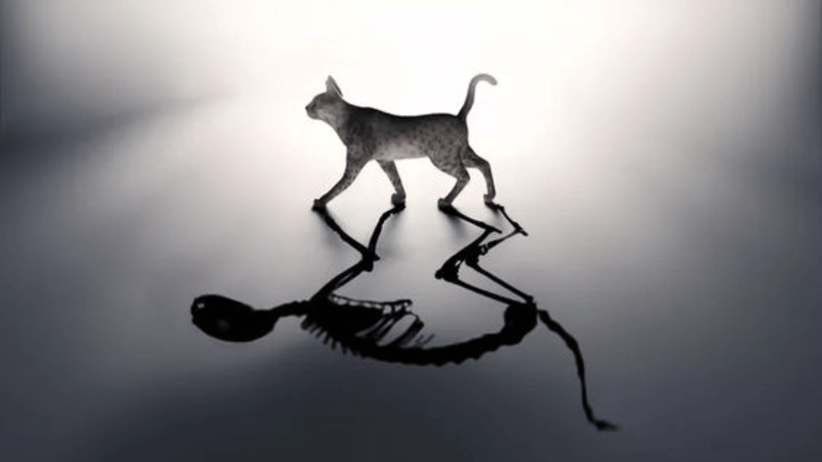 El gato de Schrödinger: un famoso experimento - Blog Felinus