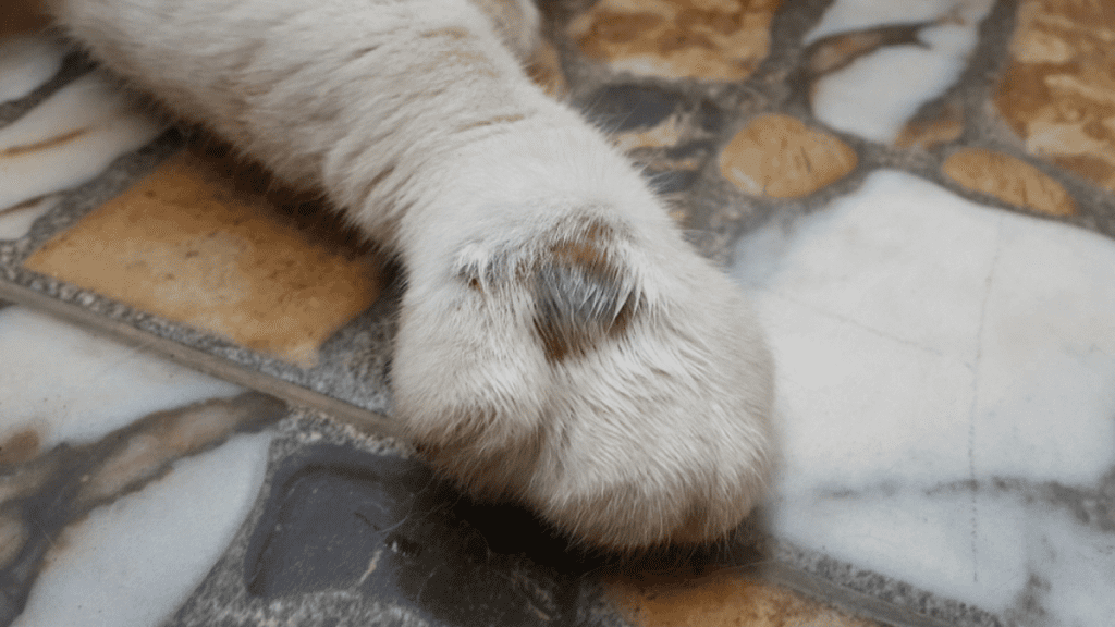 absceso en la pata de un gato